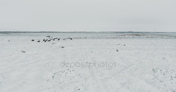 Luchtfoto wild Mustang paard kudde winter sneeuw weiland snel. Winter bereik. Slechte voeding. Wilde wilde paarden. — Stockvideo