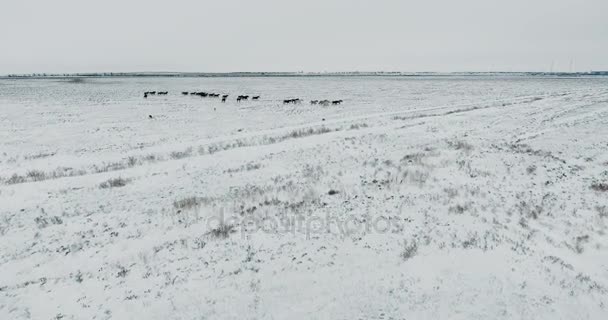 Cavalo Mustang selvagem aéreo rebanho inverno neve prado rápido. Alcance de inverno. Pobre comida. Cavalos selvagens selvagens . — Vídeo de Stock