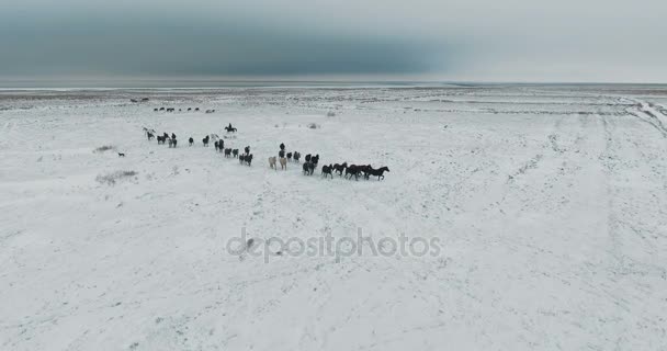 Luchtfoto wild Mustang paard kudde winter sneeuw weiland snel. Winter bereik. Slechte voeding. Wilde wilde paarden. — Stockvideo