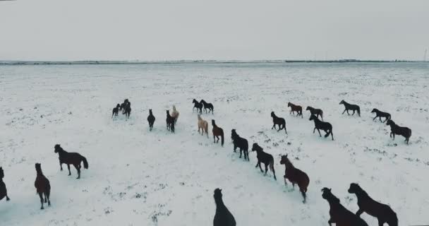 Avión salvaje Mustang manada de caballos invierno prado de nieve rápido. Campo de invierno. Pobrecita. Caballos salvajes . — Vídeos de Stock