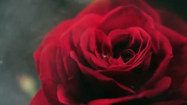 Gros plan d'une belle rose en fumée et une goutte d'azote — Video