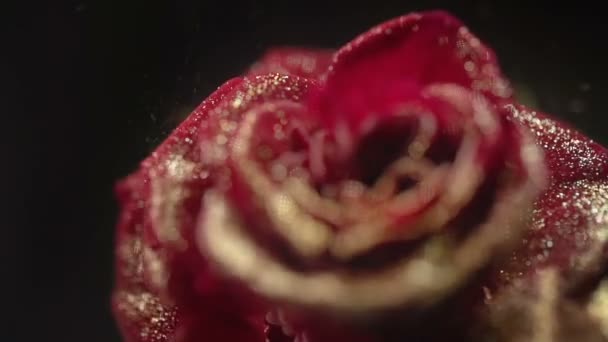 Κοντινό πλάνο της κόκκινο τριαντάφυλλο κατεψυγμένα με χρυσές παγιέτες. Πάγος αζώτου σε τριαντάφυλλο — Αρχείο Βίντεο