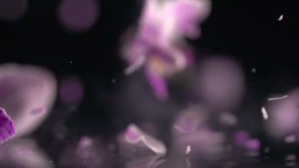 Orchidée congelée dans des gouttes liquides d'azote et détruite dans le mouvement lent — Video