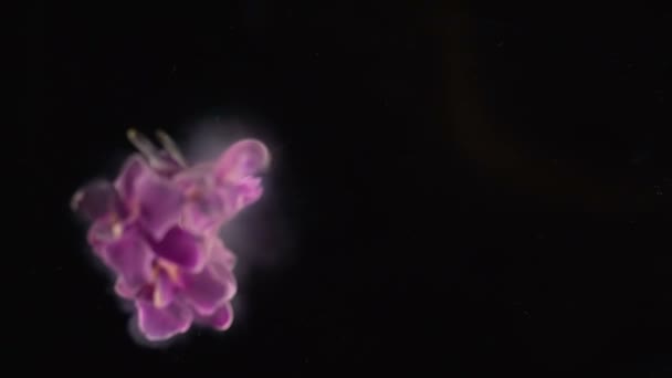 Orquídea púrpura congelada en gotas líquidas del nitrógeno y destruida por muchas partículas — Vídeos de Stock