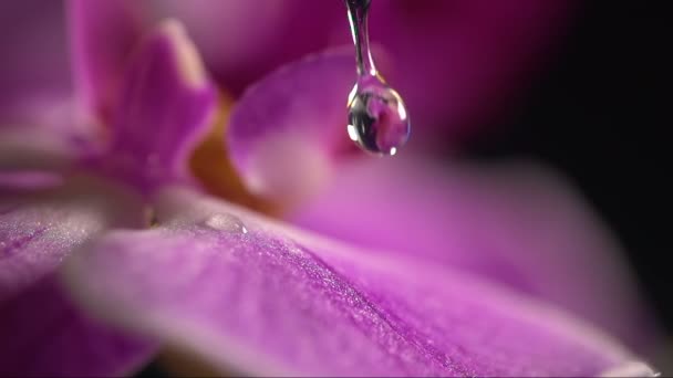 Närbild av lila orkidé blomma med vattendroppar — Stockvideo