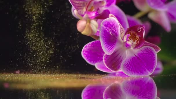 Orquídea púrpura con lentejuelas doradas — Vídeo de stock