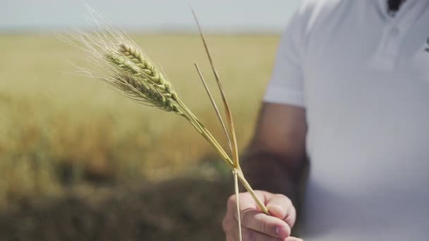 Primer plano de la mano masculina sosteniendo espiguillas de trigo amarillo maduro en el campo de oro durante el soleado día de otoño . — Vídeos de Stock