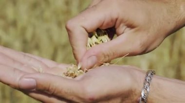 Çiftçi elleri buğday tanelerini tutar