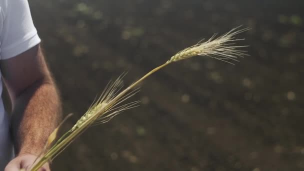 Detailní záběr mužské ruky držící hřeby žluté zralé pšenice během slunečného podzimního dne. — Stock video