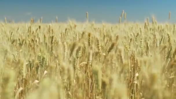 フィールド上の小麦の黄金の耳。草地小麦畑の熟成耳の背景. — ストック動画