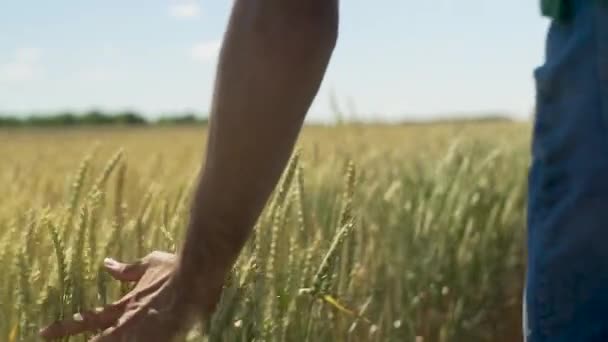 Close up mannelijke hand aanraken spikeletten van gele rijpe tarwe op gouden veld tijdens zonnige herfstdag. — Stockvideo