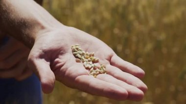 Çiftçi elleri buğday tanelerini tutar