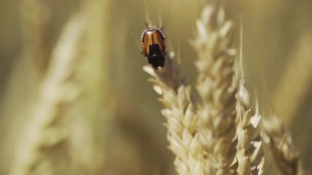 El escarabajo se sienta sobre espiguillas de trigo amarillo maduro — Vídeos de Stock