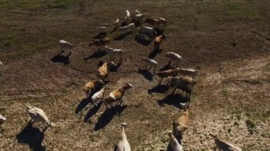 Hava manzaralı İnekler otlakta otluyor