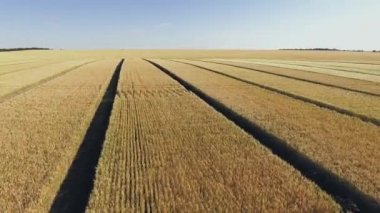 Altın buğday tarlasının havadan görünüşü. Hava videosu.
