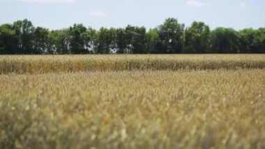 Buğday tarlası. Tarım tarlalarında altın buğday kulakları.