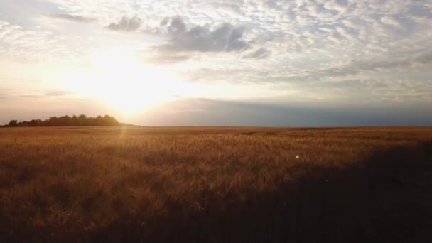 Вид на поле золотої пшениці. Повітряне відео . — стокове відео