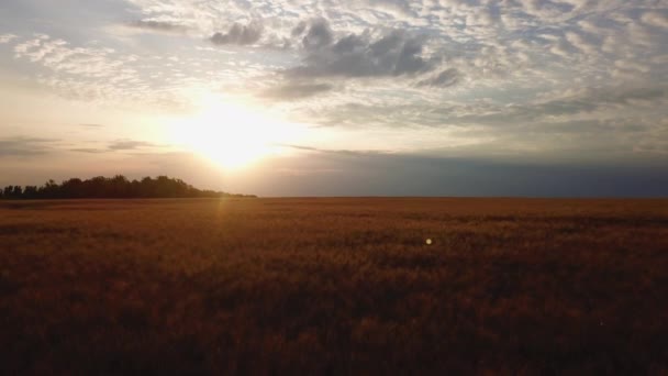 Вид на поле золотої пшениці. Повітряне відео . — стокове відео