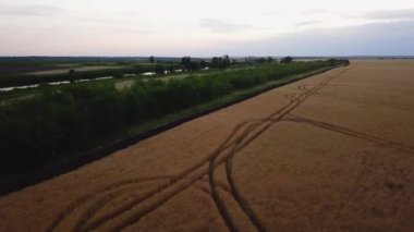 Altın buğday tarlasının havadan görünüşü. Hava videosu.