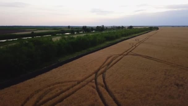 Вид на поле золотої пшениці. Повітряне відео . — стокове відео