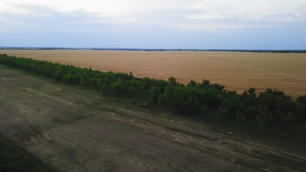 Вид с воздуха на золотое пшеничное поле. Авиационное видео . — стоковое видео