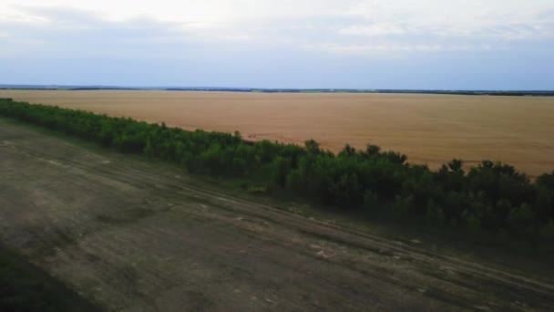 Vista aérea del campo de trigo dorado. Vídeo aéreo . — Vídeo de stock