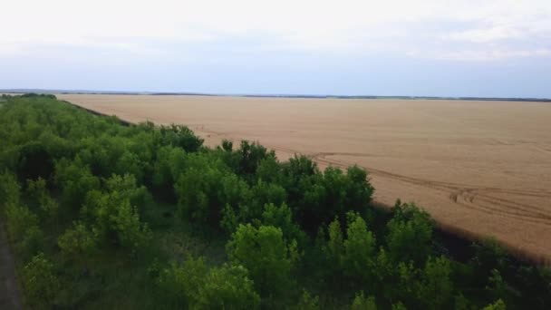 Letecký pohled na zlaté pšeničné pole. Letecké video. — Stock video