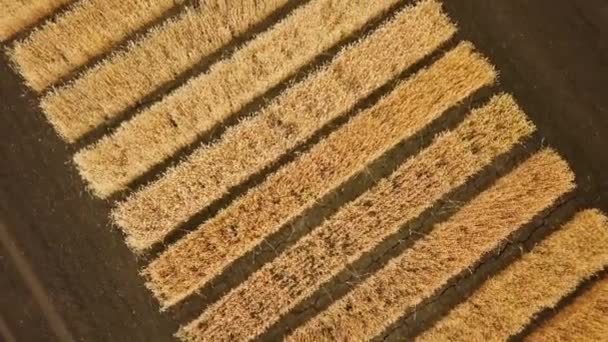 Aerial view of golden wheat field. Aerial video. — Stock Video