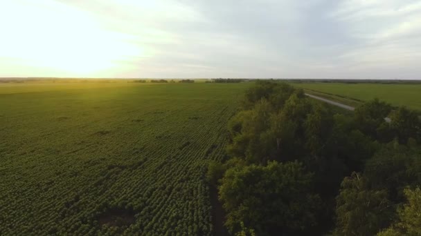 Letecký pohled na plantáž slunečnic s letním sluncem na pozadí. — Stock video