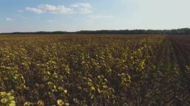 Kuru ayçiçeği tarlasının havadan görünüşü