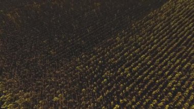 Kuru ayçiçeği tarlasının havadan görünüşü