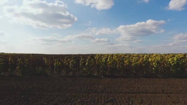 Luftaufnahme des trockenen Sonnenblumenfeldes — Stockvideo