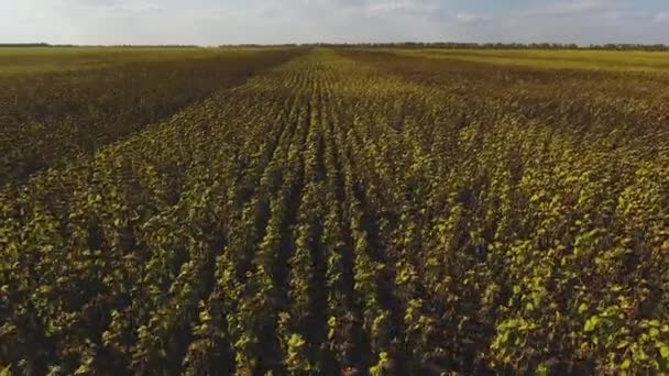 Kuru ayçiçeği tarlasının havadan görünüşü — Stok video