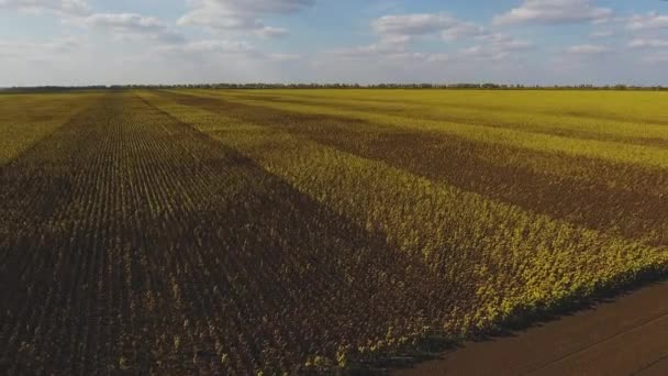 Aerial view of dry sunflower field — Stock Video