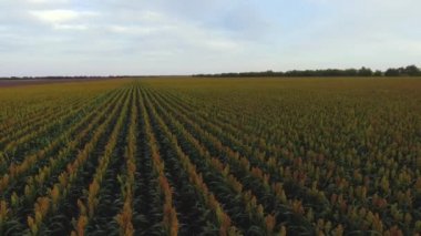 Sorghum sahasının üzerinden Aero Uçuşu