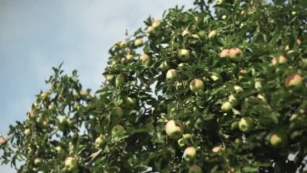 Reifer Apfel wächst im Garten — Stockvideo