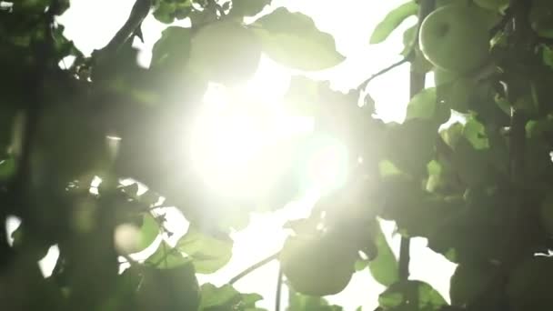 Ripe apple growing in the garden — Stock Video