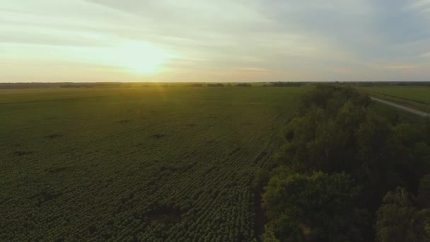 Flygfoto av plantering av solrosor med sommarsol på bakgrunden. — Stockvideo