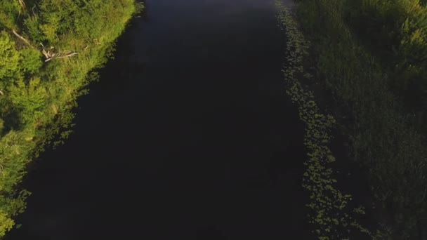 Vackert landskap med skog och flod — Stockvideo