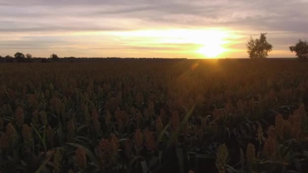 Aero Flight over the sorghum поле в заході сонця — стокове відео