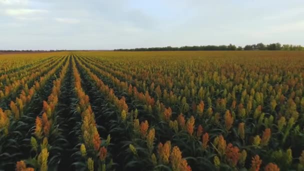 Lot samolotem nad polem sorgo — Wideo stockowe