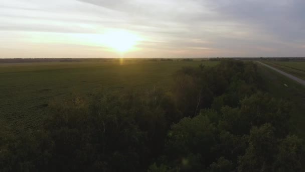 Vista aérea da plantação de girassóis com sol de verão no fundo . — Vídeo de Stock