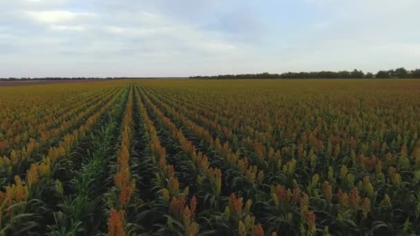 Lot samolotem nad polem sorgo — Wideo stockowe