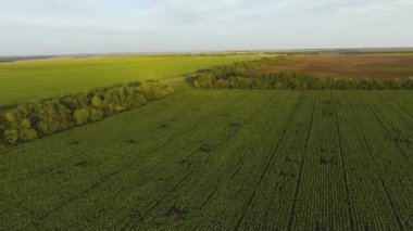 Ayçiçeği tarlasının havadan görünüşü