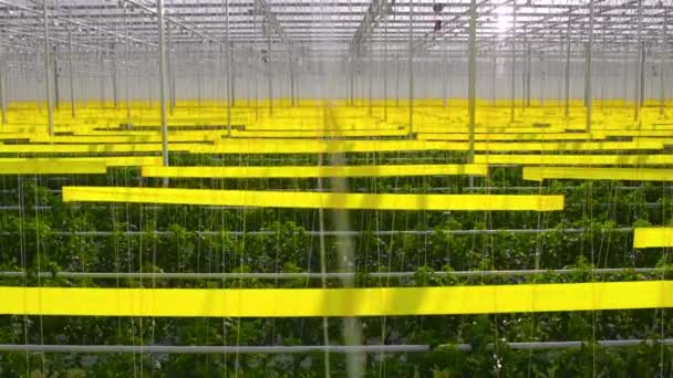 Vista dinámica de abajo hacia arriba del coppice de tomate en un amplio invernadero — Vídeo de stock