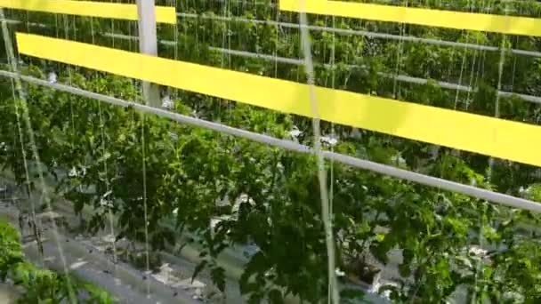 Dolly verhuizing van tomatenplanten zijn in een grote kas, groeien op een speciale apparatuur. — Stockvideo