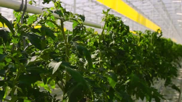 Tomatenplanten zijn in een grote serre, groeien op een speciale apparatuur. — Stockvideo