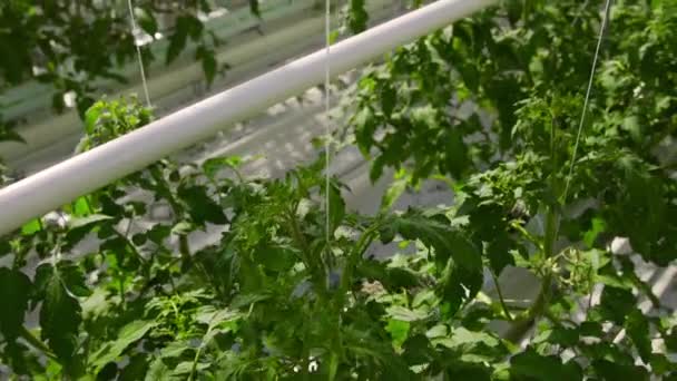 Las plantas de tomate están en un gran invernadero, creciendo en un equipo especial . — Vídeo de stock