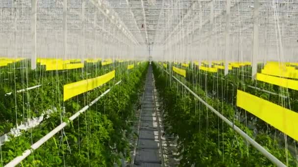 Las plantas de tomate están en un gran invernadero, creciendo en un equipo especial . — Vídeos de Stock