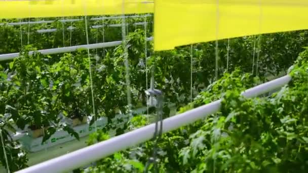 Gran invernadero con brocha de tomate en crecimiento . — Vídeos de Stock